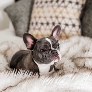 Pup Protector Waterproof Throw Blanket